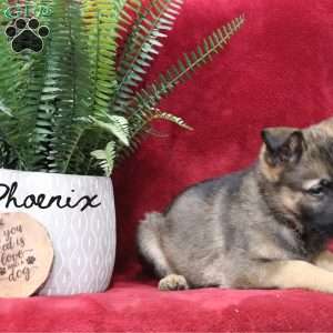 Phoenix, German Shepherd Puppy